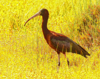 Reserva Natural do Sapal de Castro Marim e Vila Real de Santo António